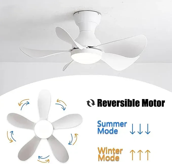 Prinia Ceiling Fan – 29 Inch, 5-Blade BLDC Motor with 6 Speeds & Remote Control - MR Homes